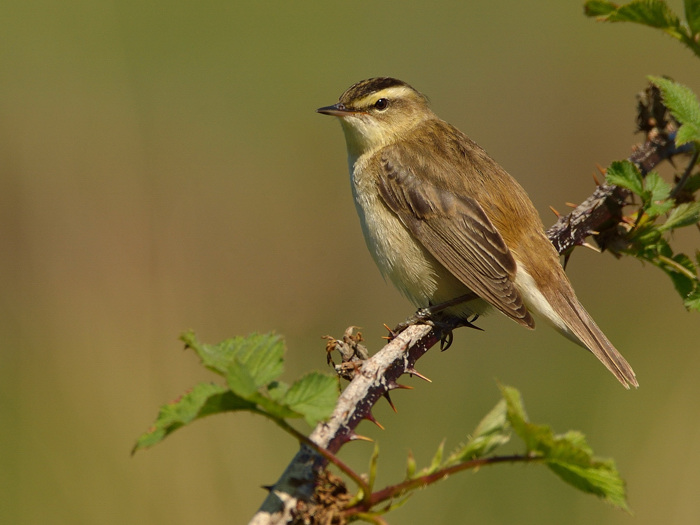 Sedge Warbler II