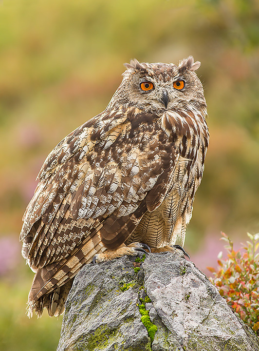 Eurasian Eagle Owl (C)