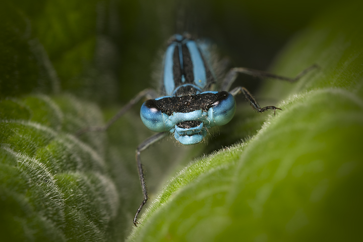 Common Blue Damsel-monster