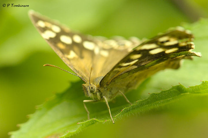 Speckled wood