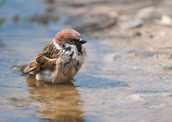 Tree sparrow