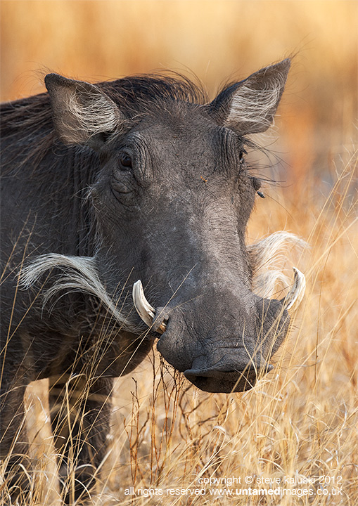 The Warthog!
