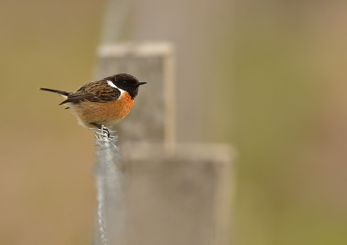 Stonechat opinions sought