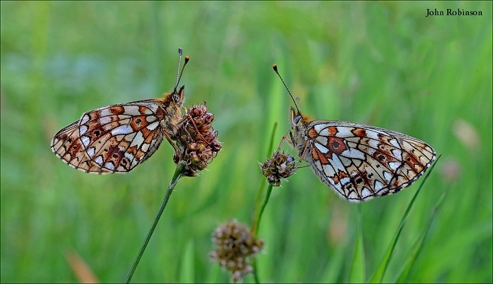 S.P.B.Fritillaries