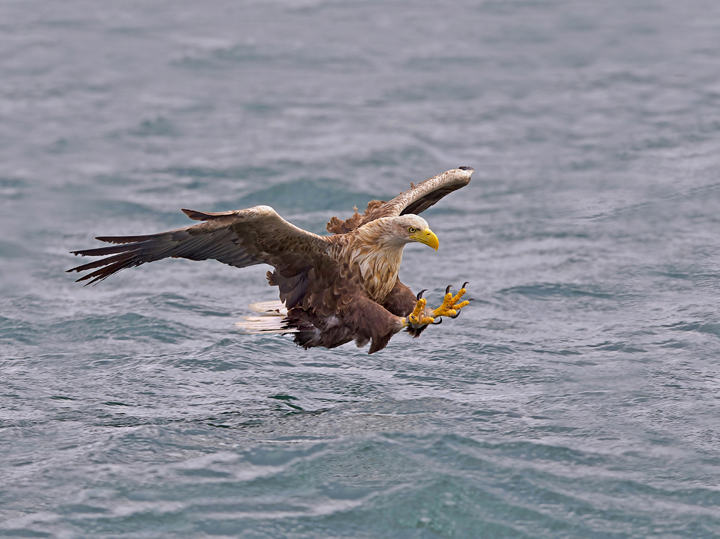 White-tailed Eagle 