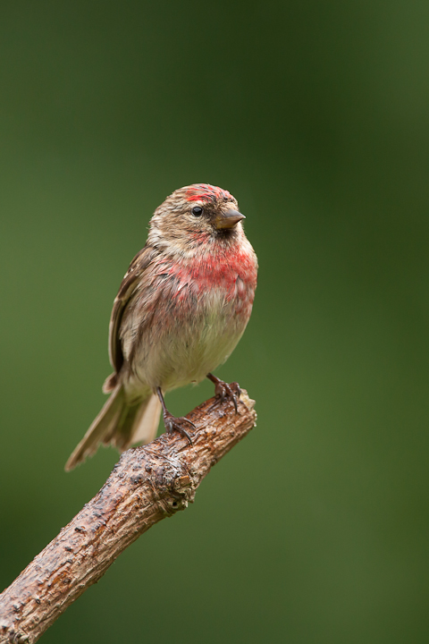Redpoll