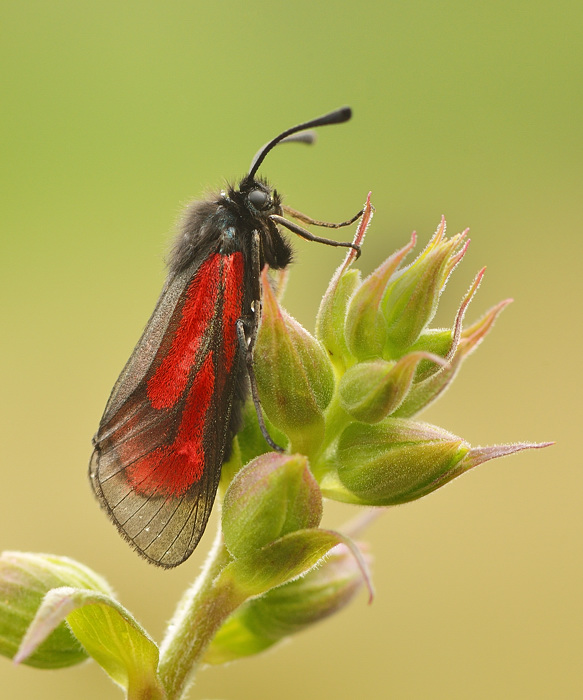 Burnet moth on foxglve