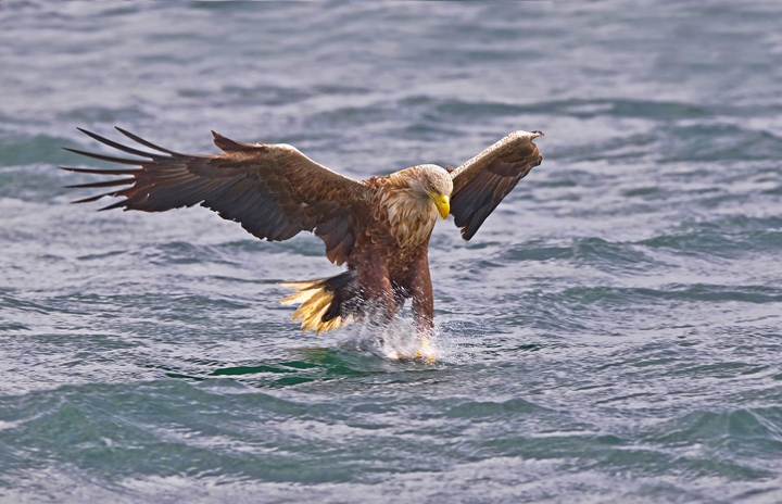 White-tailed Eagle - The next one
