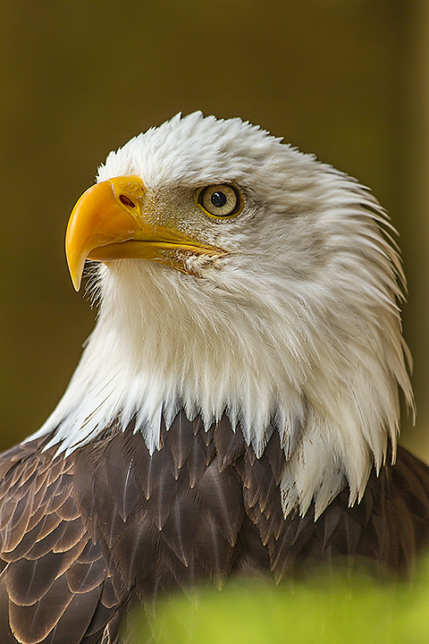 American Bald Eagle (C)