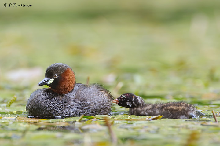 Little Grebe