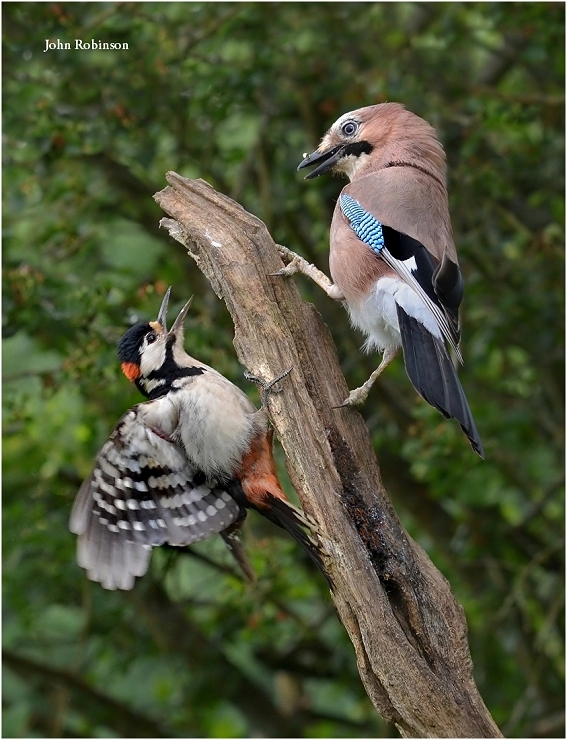 Stand Off ! + youngster
