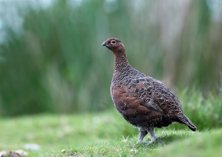 Red grouse