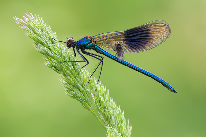 Demoiselle with a passenger