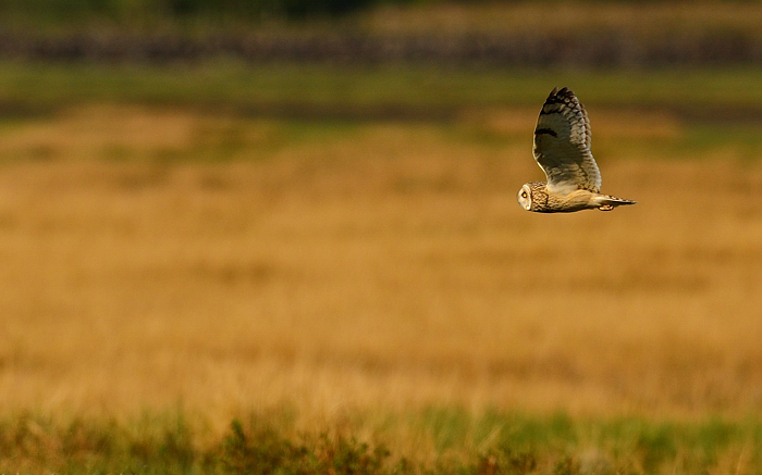 SEO fly past