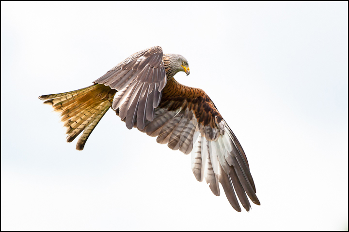 Red Kite on white
