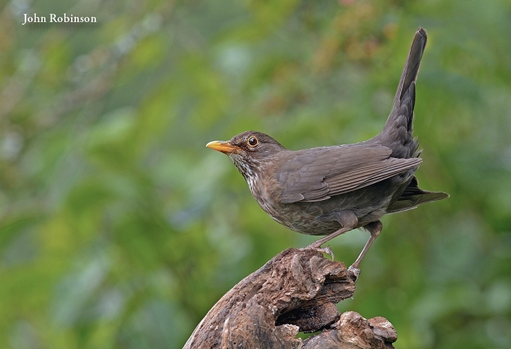 Perky Blackbird+ previous one.