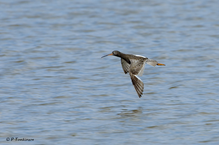 Spotted redshank