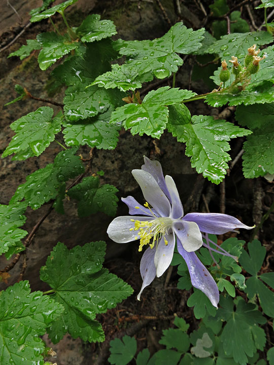 La Sal Columbine