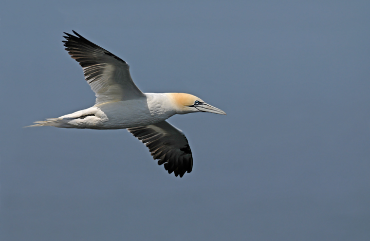 Bempton gannet
