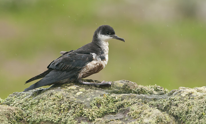 Manx Shearwater