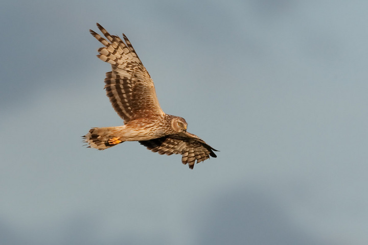 Hen Harrier