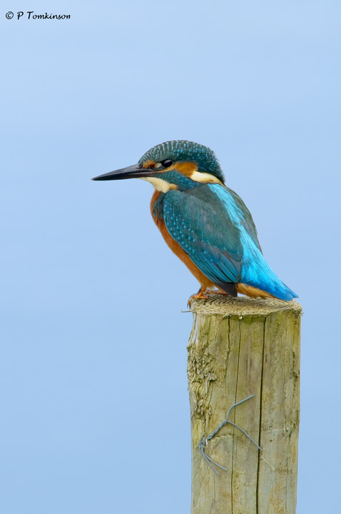 Kingfisher