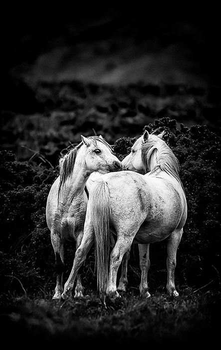 Welsh Mountain Ponies B&W