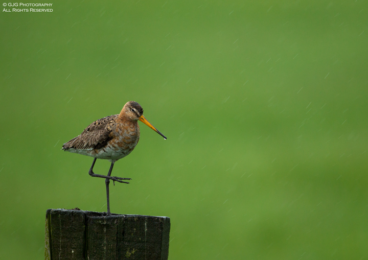 A drenching