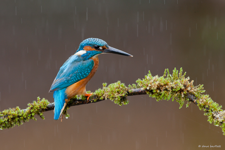 Kingfisher in the rain
