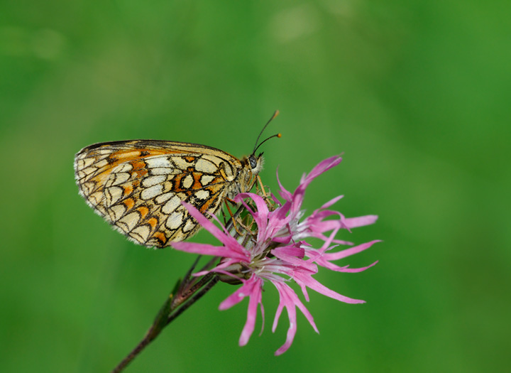 Heath fritillary