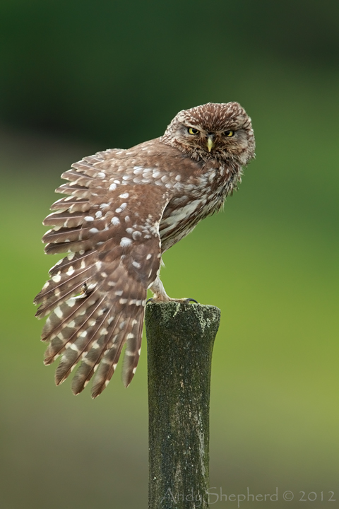 Little Owl