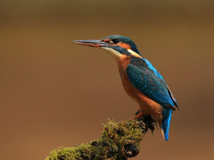 Kingfisher