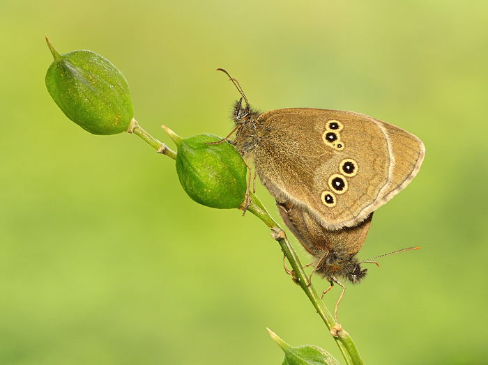 Ringlets
