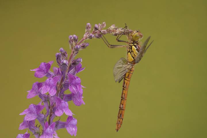 Common Darter (female)