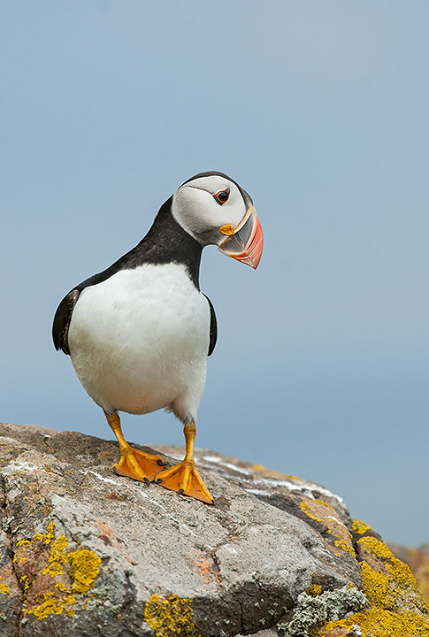 Puffin