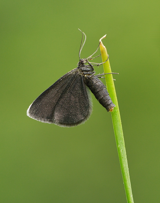 A Chimney Sweeper