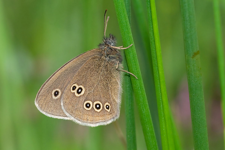 Ringlet