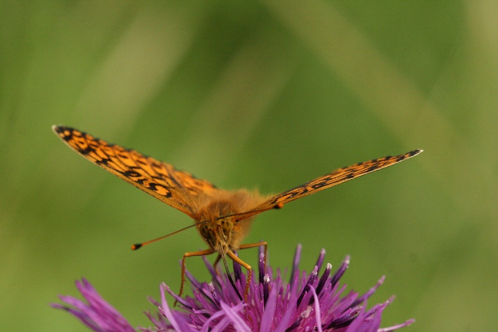 Green Fritillary