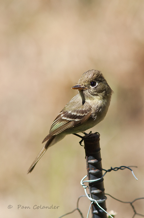 One of the nesters in our yard