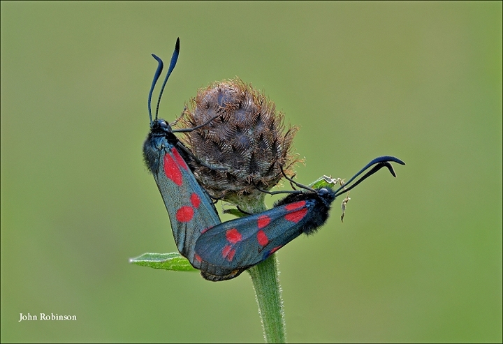 Stacked Burnet Moths.+3D