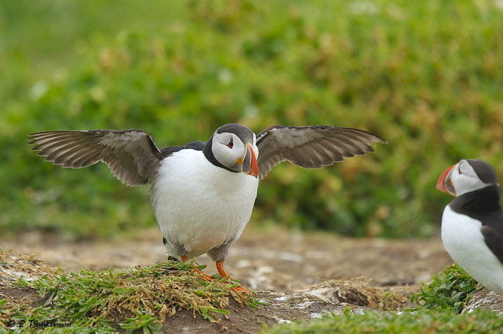 Puffin