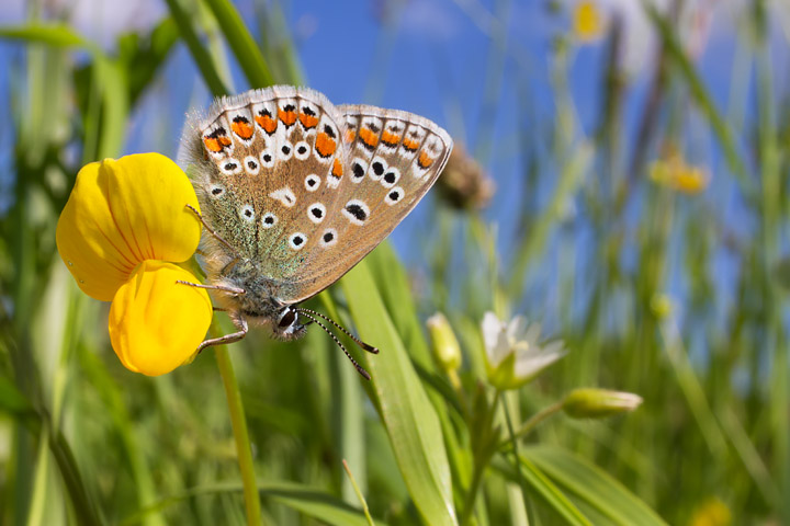 Common Blue in habitat