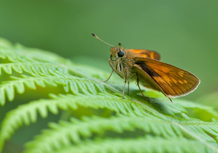 Large skipper