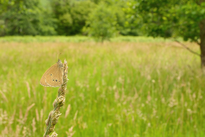 Ringlet in habitat