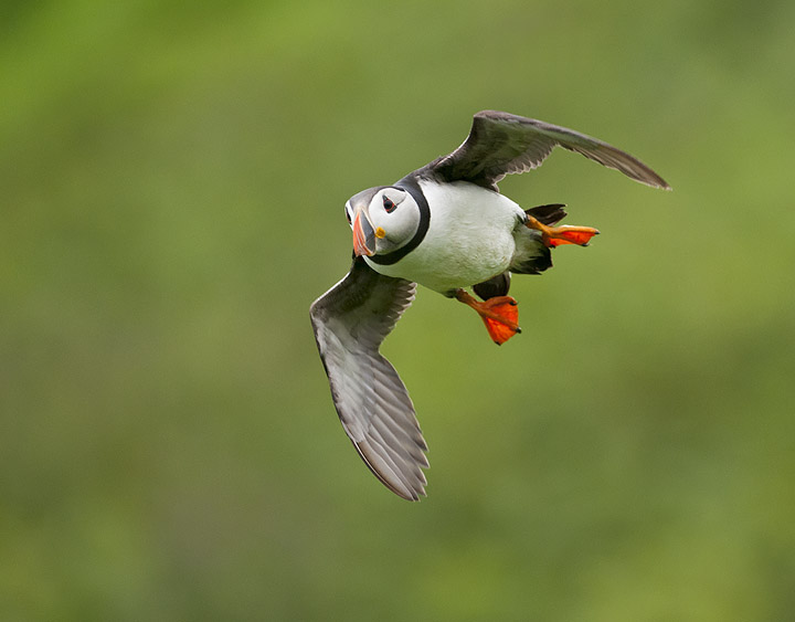 Another Puffin