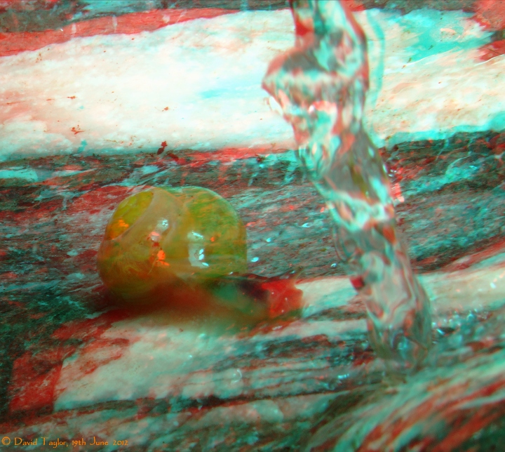 Surfin' Snail