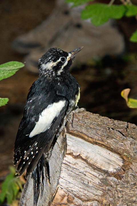 Fledgling Woodpecker