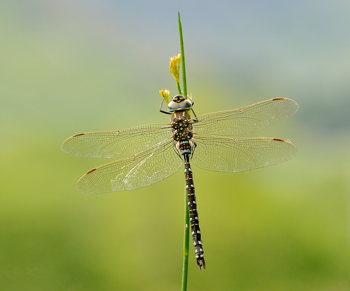 Aeshna juncea