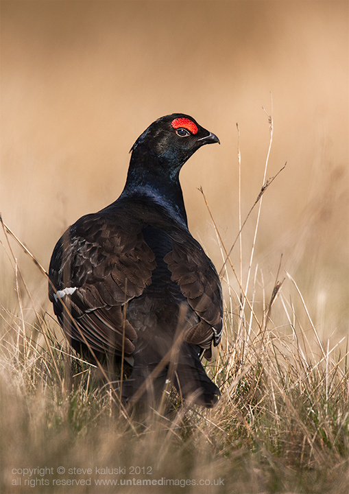 Black Grouse