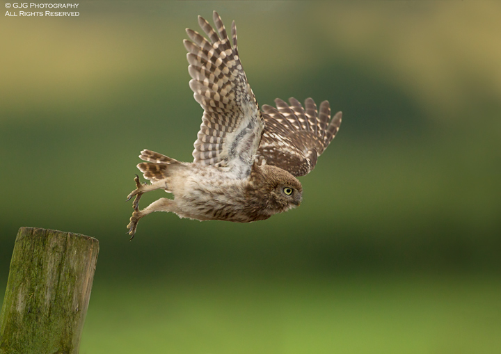 Little Owl chick